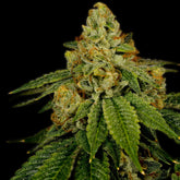Bruce Banner Feminized Cannabis Plant